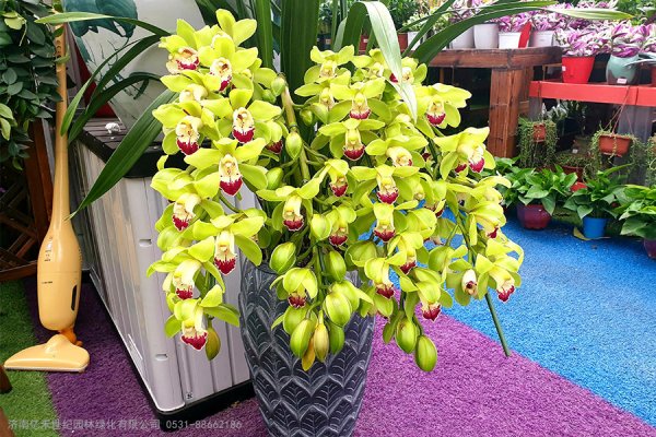 大花蕙兰的养护小技巧